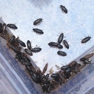 Dermestid Beetles