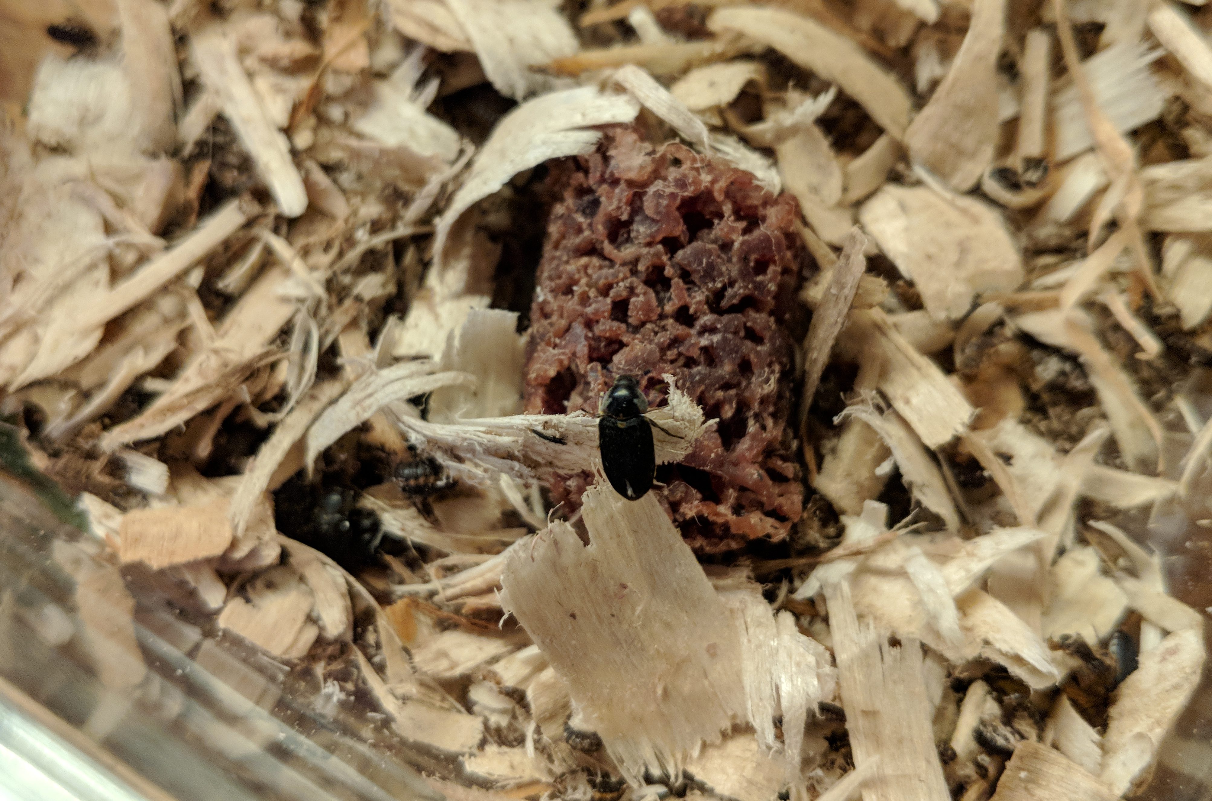 Dermestid Beetles Eating a Hot Dog | Dermestidarium Skull Cleaning