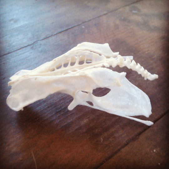 What kind of skull is this? Spoiler Alert: It’s not a skull!